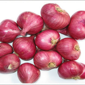 shallot-small-onions-500x500