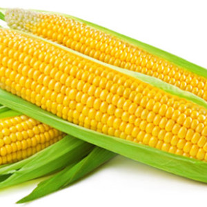 corn16721771589317